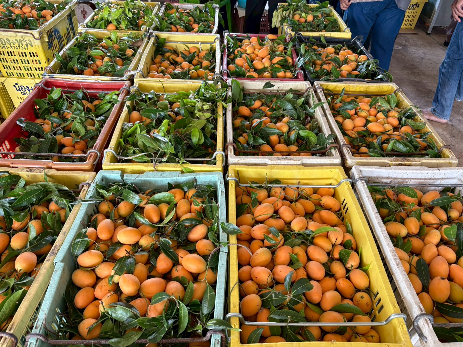 title - ส.ป.ก.นครปฐม จัดโครงการที่ดินพระราชทานในเขตปฏิรูปที่ดินจังหวัดนครปฐม ปีงบประมาณ พ.ศ. 2569 หลักสูตร การจัดการที่ดินและระบบการผลิตที่มีประสิทธิภาพ เพื่อเพิ่มโอกาสด้านการท่องเที่ยว ระยะที่ 3